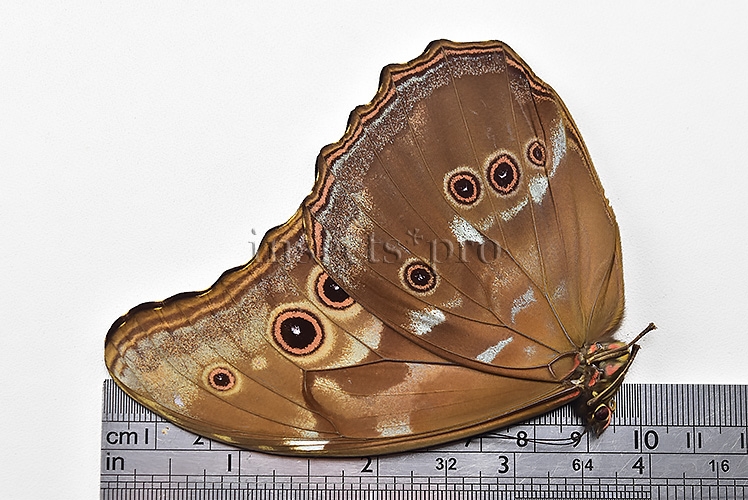 Morpho didius A1 ♂ HQ BLUE MORPHO - Image 3