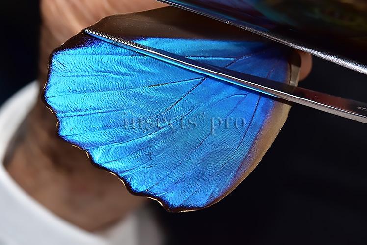 Morpho didius A1 ♂ HQ BLUE MORPHO - Image 4