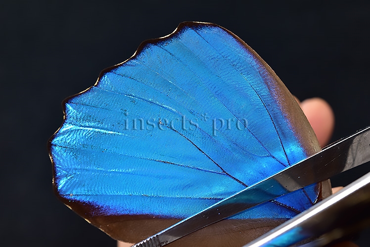 Morpho didius A1 ♂ HQ BLUE MORPHO - Image 5