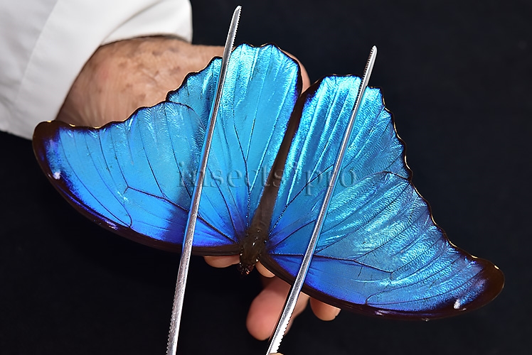 Morpho didius A1 ♂ HQ BLUE MORPHO