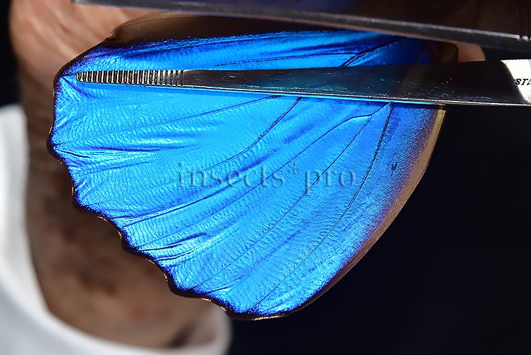 Morpho didius A1 ♂ HQ BLUE MORPHO - Image 4