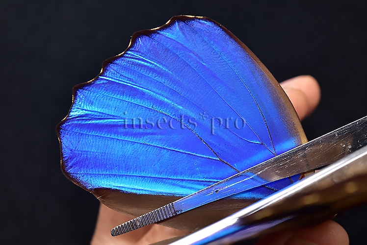Morpho didius A1 ♂ HQ BLUE MORPHO - Image 5