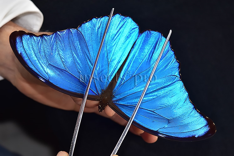 Morpho didius A1 ♂ HQ BLUE MORPHO