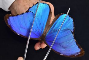Morpho didius A1 ♂ HQ BLUE MORPHO