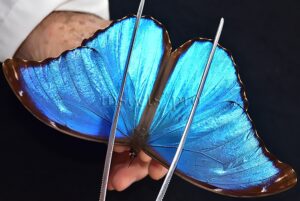 Morpho didius A1 ♂ HQ BLUE MORPHO