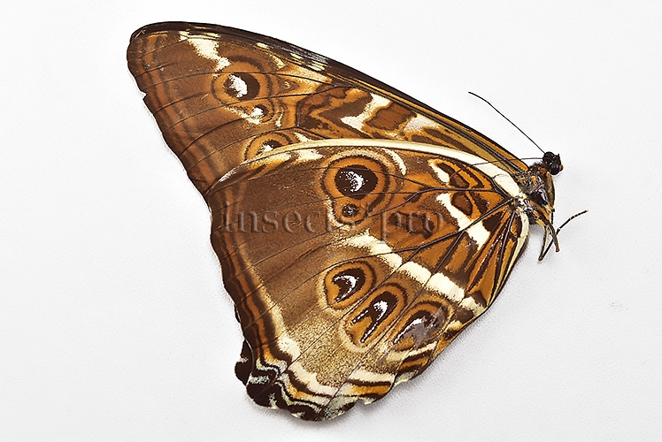 Morpho cisseis jeannoti ♂ - Image 2