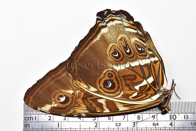 Morpho cisseis jeannoti ♂ - Image 3