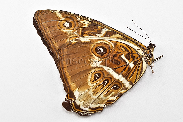 Morpho cisseis jeannoti ♂ - Image 2