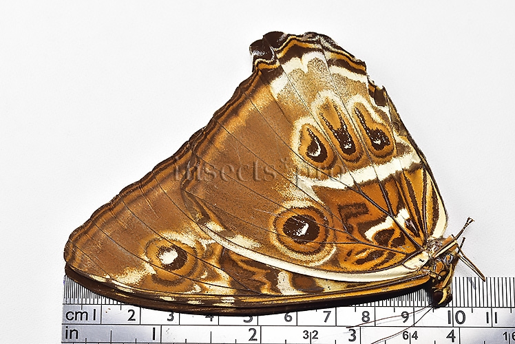 Morpho cisseis jeannoti ♂ - Image 3