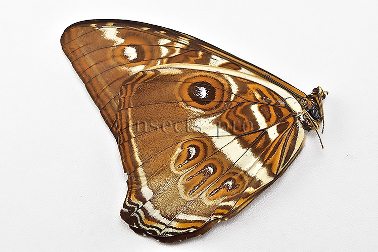 Morpho cisseis jeannoti ♂ - Image 2