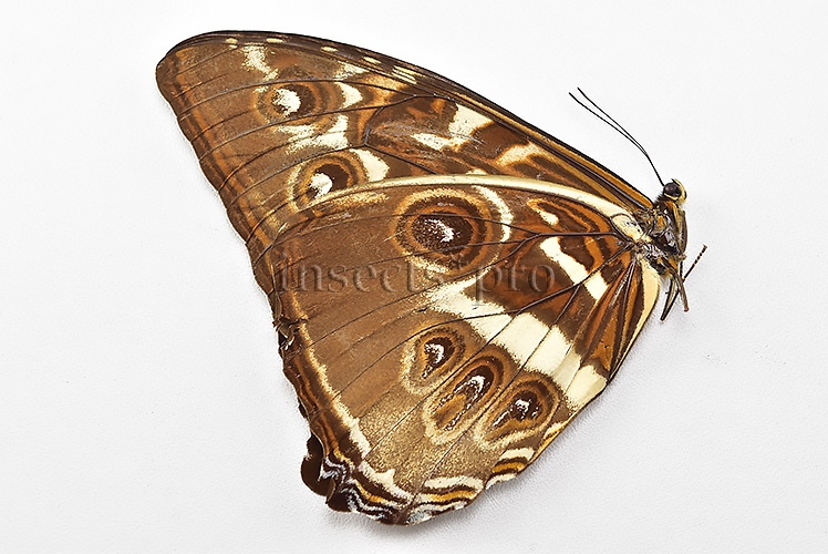 Morpho cisseis jeannoti ♂ - Image 2