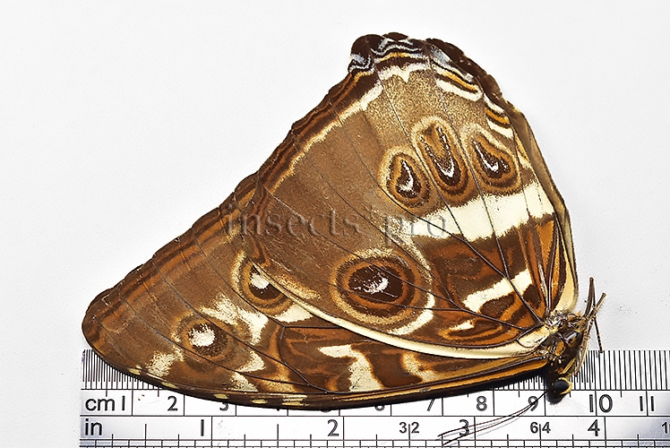 Morpho cisseis jeannoti ♂ - Image 3