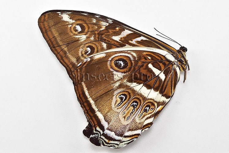 Morpho cisseis gahua ♂ - Image 2