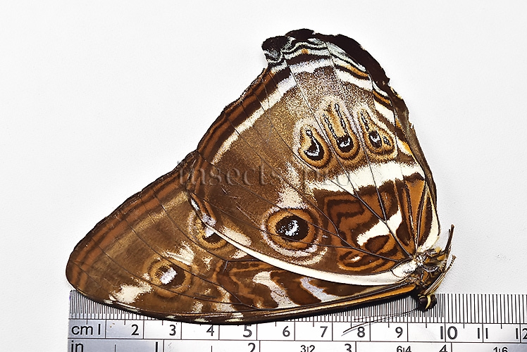 Morpho cisseis gahua ♂ - Image 3