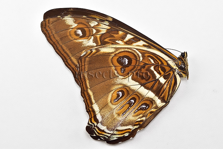 Morpho cisseis jeannoti ♂ - Image 2