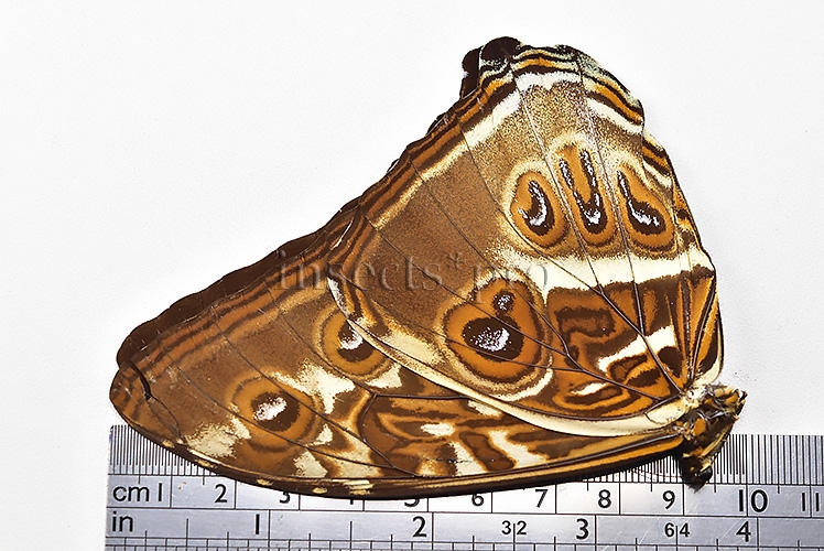 Morpho cisseis jeannoti ♂ - Image 3
