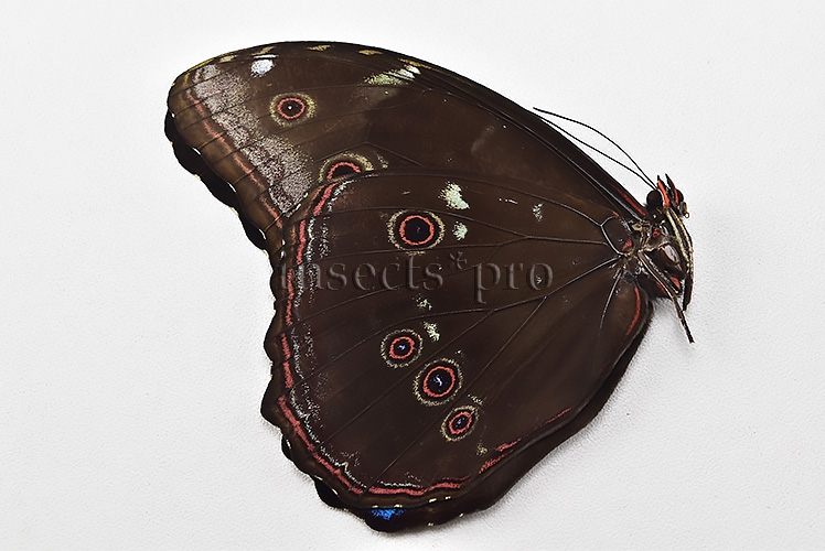 Morpho menelaus occidentalis A1 ♂ - Image 2