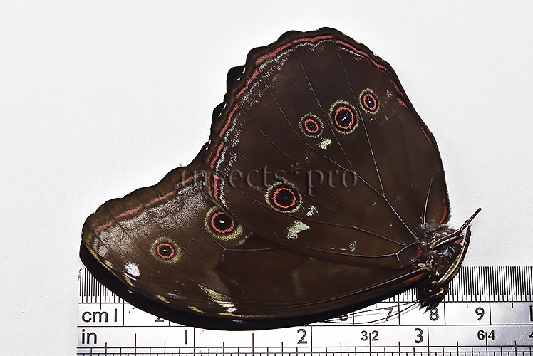 Morpho menelaus occidentalis A1 ♂ - Image 3