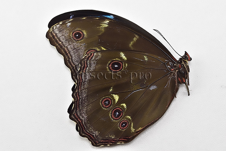 Morpho menelaus occidentalis ♂ - Image 2