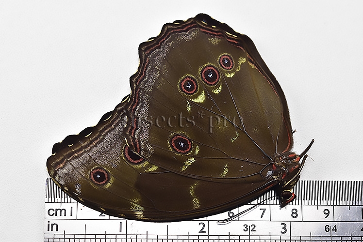 Morpho menelaus occidentalis ♂ - Image 3