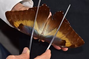 Morpho cisseis jeannoti ♂