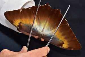 Morpho cisseis jeannoti ♂