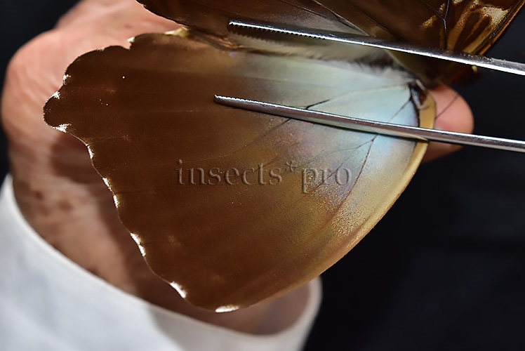 Morpho cisseis jeannoti ♂ - Image 4