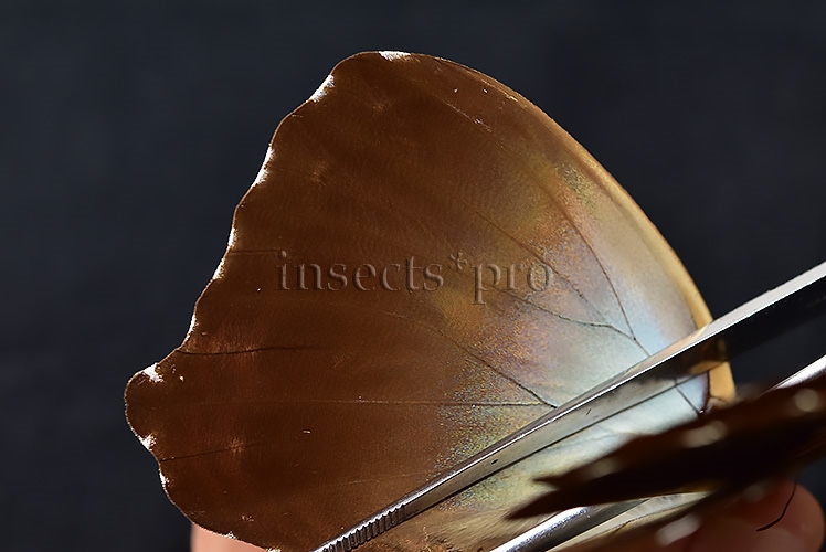 Morpho cisseis jeannoti ♂ - Image 5