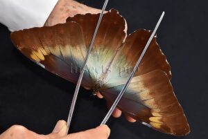 Morpho cisseis jeannoti ♂