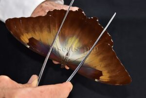 Morpho cisseis jeannoti ♂