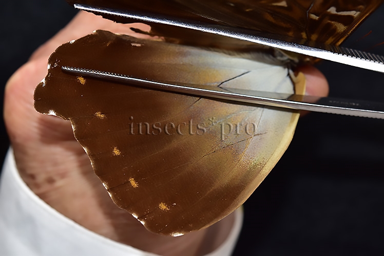 Morpho cisseis jeannoti ♂ - Image 4