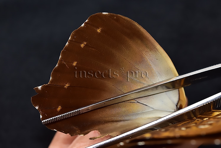 Morpho cisseis jeannoti ♂ - Image 5