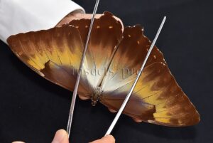 Morpho cisseis jeannoti ♂