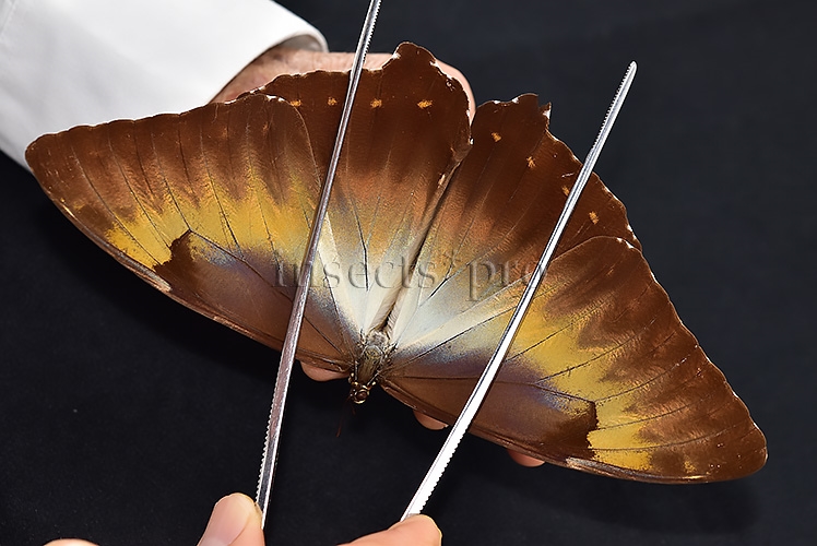 Morpho cisseis jeannoti ♂