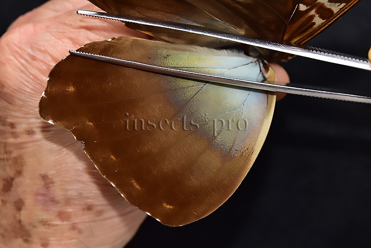 Morpho cisseis jeannoti ♂ - Image 3