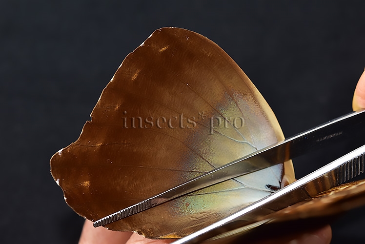 Morpho cisseis jeannoti ♂ - Image 4