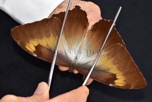 Morpho cisseis jeannoti ♂