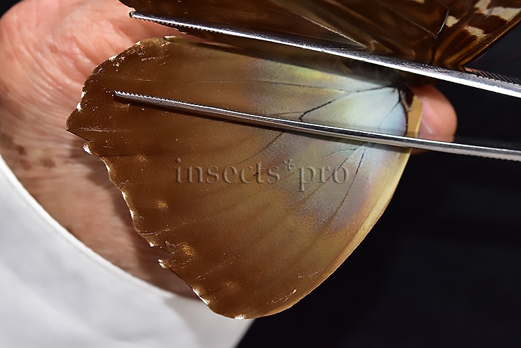 Morpho cisseis jeannoti ♂ - Image 4