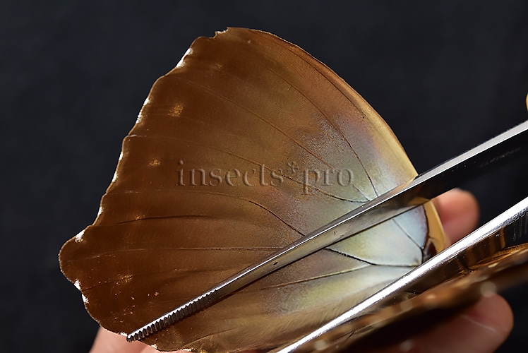 Morpho cisseis jeannoti ♂ - Image 5