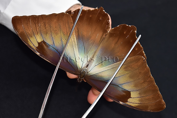 Morpho cisseis jeannoti ♂