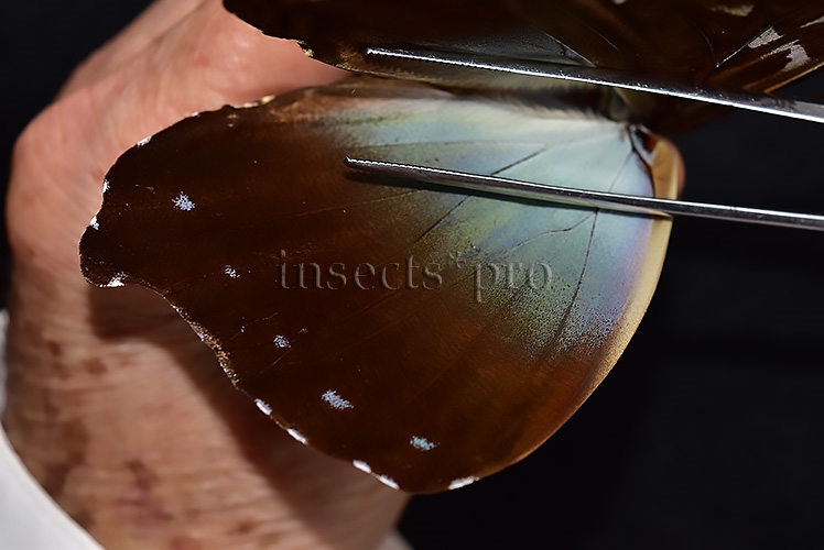 Morpho cisseis gahua ♂ - Image 4