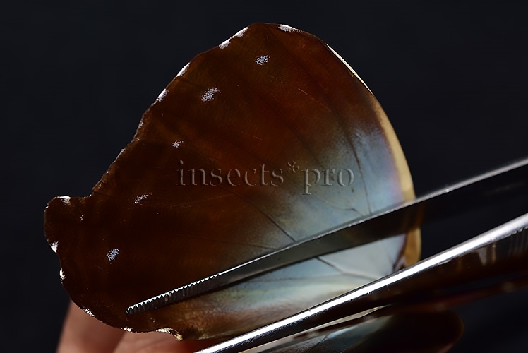 Morpho cisseis gahua ♂ - Image 5
