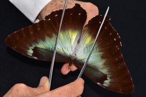 Morpho cisseis gahua ♂