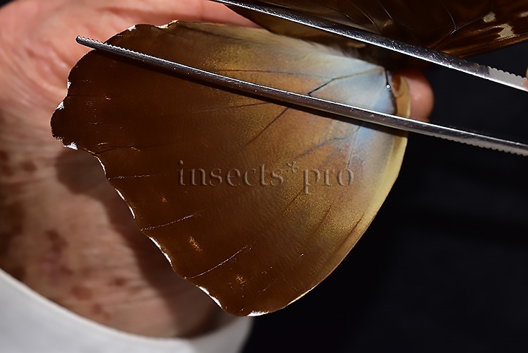 Morpho cisseis jeannoti ♂ - Image 4