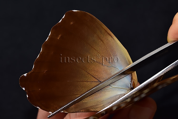 Morpho cisseis jeannoti ♂ - Image 5
