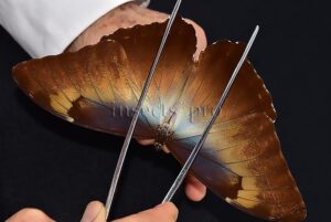 Morpho cisseis jeannoti ♂