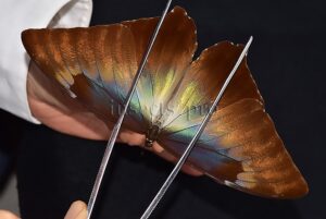 Morpho cisseis gahua ♂
