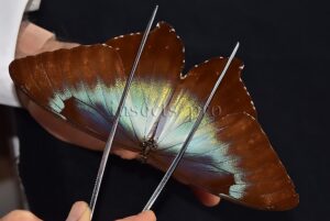 Morpho cisseis gahua ♂