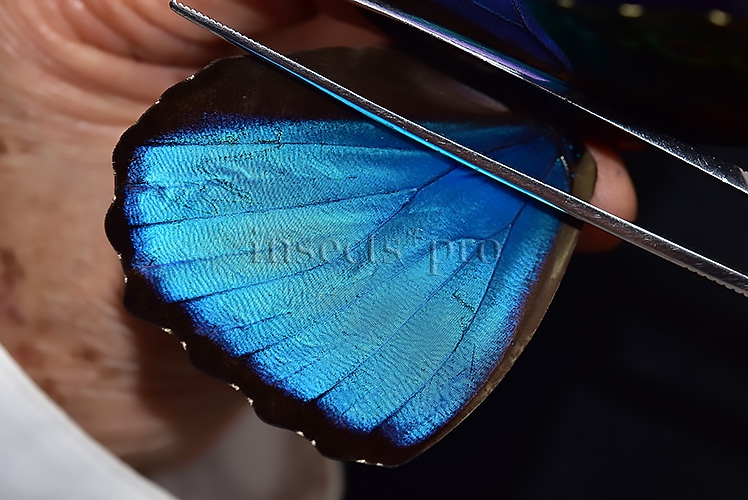 Morpho menelaus occidentalis A1 ♂ - Image 4