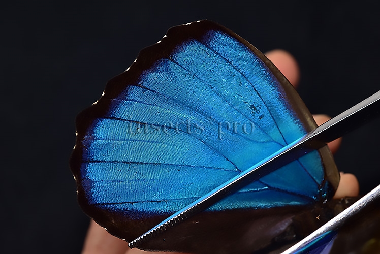 Morpho menelaus occidentalis A1 ♂ - Image 5